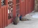 PICTURES/Caverns of Sonora - Texas/t_Peacocks Looking In1.jpg